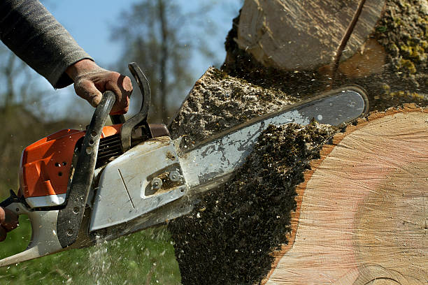 Trusted Big Lake, MN Tree Removal Experts