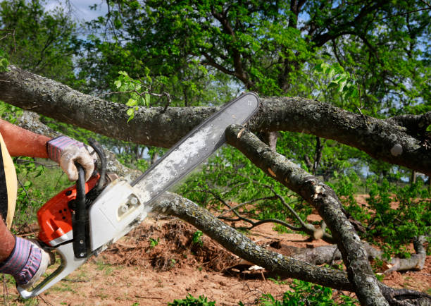 Best Tree Mulching  in Big Lake, MN